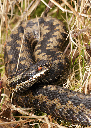 Adder Vipera berus