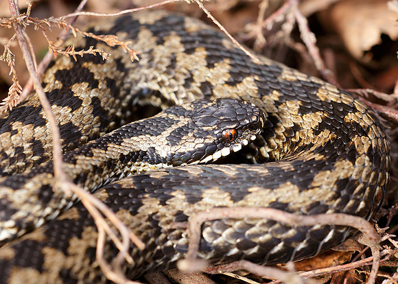 Adder Vipera berus