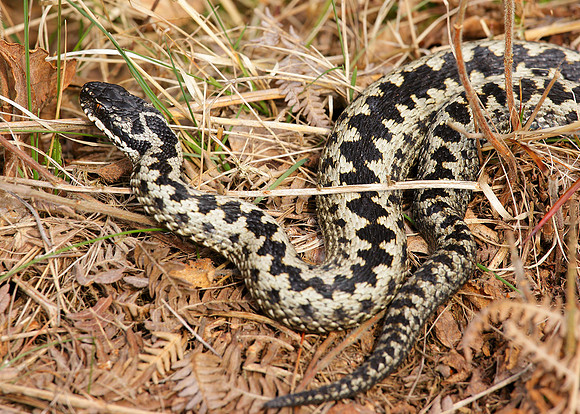 Adder Vipera berus