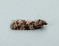 49.051 BF1021 Flax Tortrix Cnephasia asseclana