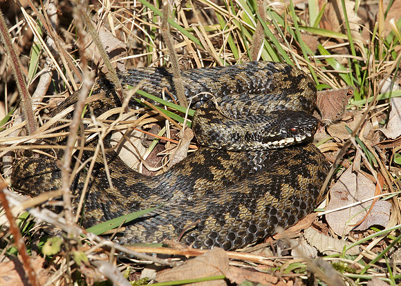 Adder Vipera berus