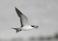 Sooty Tern Sterna fuscata