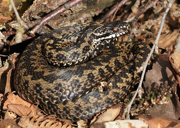 Adder Vipera berus