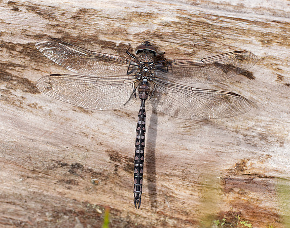 Azure Hawker Aeshna caerulea