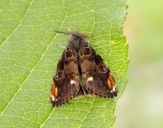 72.018 BF2025 Scarce Vapourer Orgyia recens