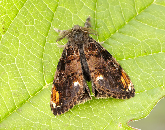 72.018 BF2025 Scarce Vapourer Orgyia recens
