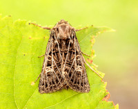 73.253 BF2178 Feathered Gothic Tholera decimalis