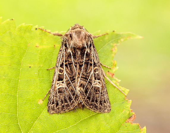 73.253 BF2178 Feathered Gothic Tholera decimalis
