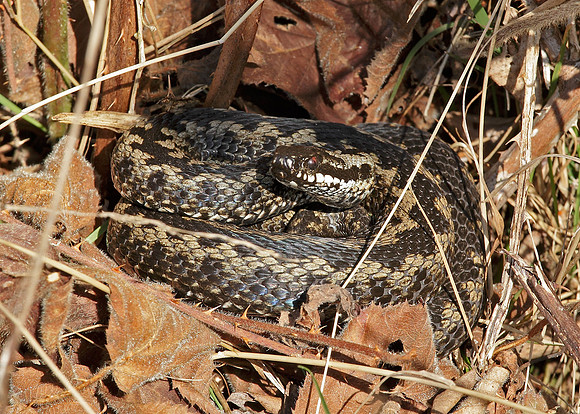 Adder Vipera berus