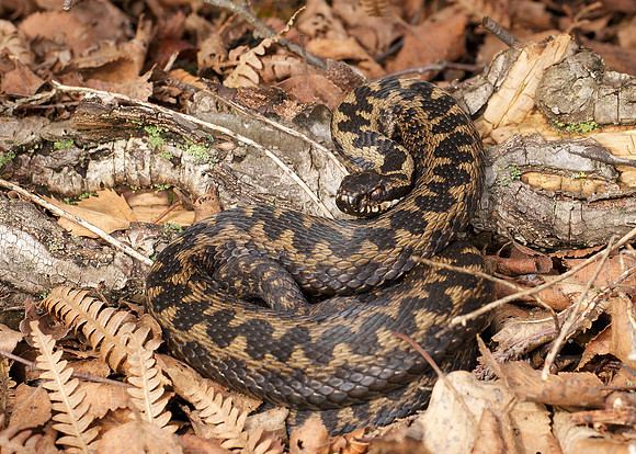Adder Vipera berus