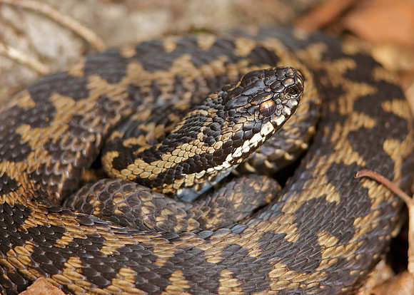 Adder Vipera berus