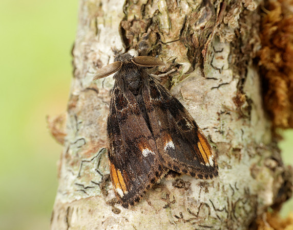 72.018 BF2025 Scarce Vapourer Orgyia recens