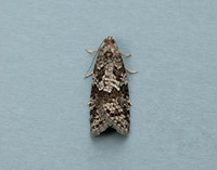 49.051 BF1021 Flax Tortrix Cnephasia asseclana