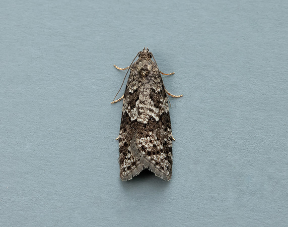 49.051 BF1021 Flax Tortrix Cnephasia asseclana