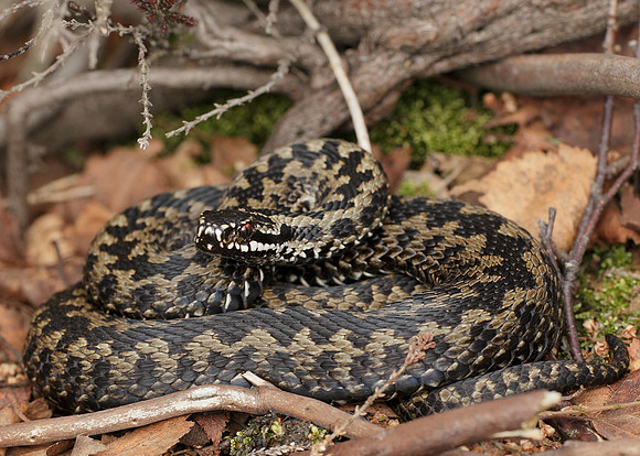 Adder Vipera berus