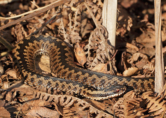 Adder Vipera berus
