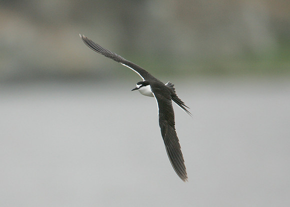 Sooty Tern Sterna fuscata