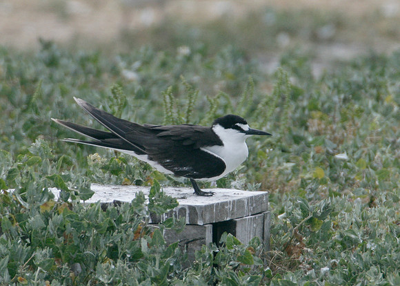 Sooty Tern Sterna fuscata