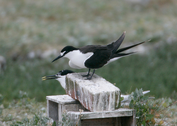 Sooty Tern Sterna fuscata