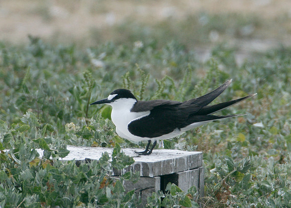 Sooty Tern Sterna fuscata