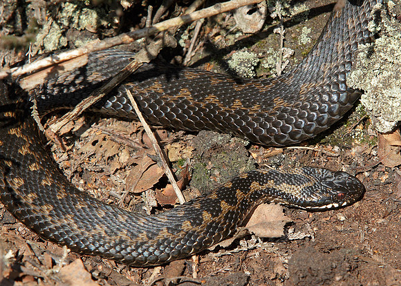 Adder Vipera berus