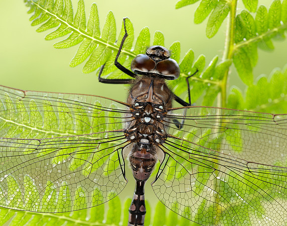 Azure Hawker Aeshna caerulea