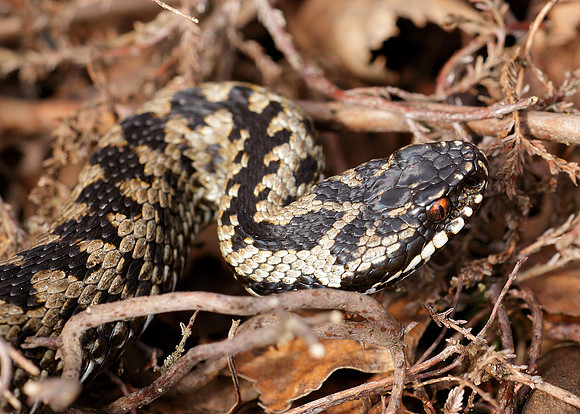 Adder Vipera berus