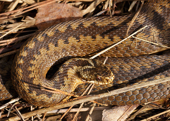 Adder Vipera berus