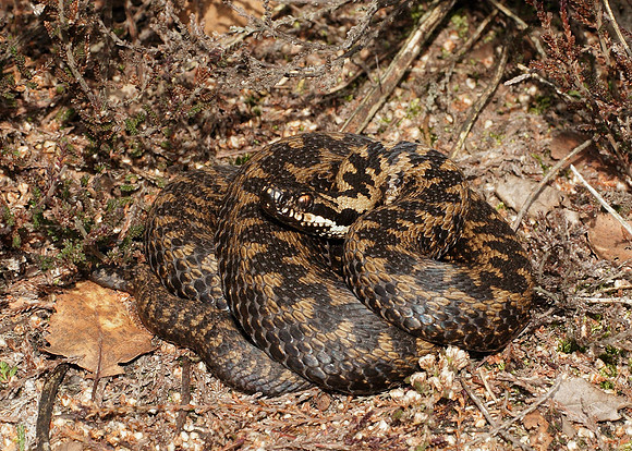 Adder Vipera berus