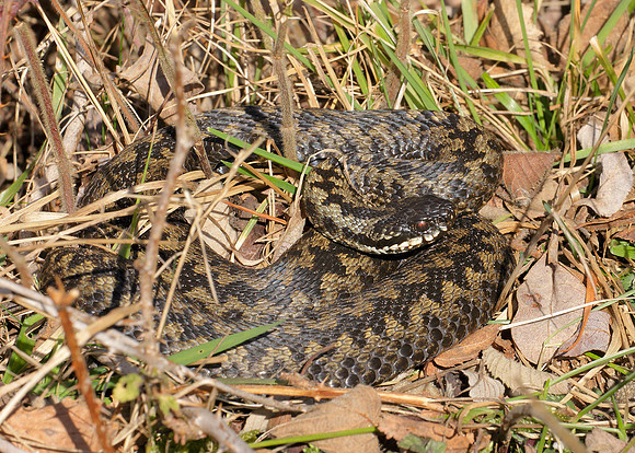 Adder Vipera berus