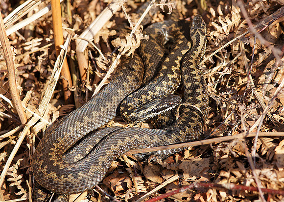 Adder Vipera berus