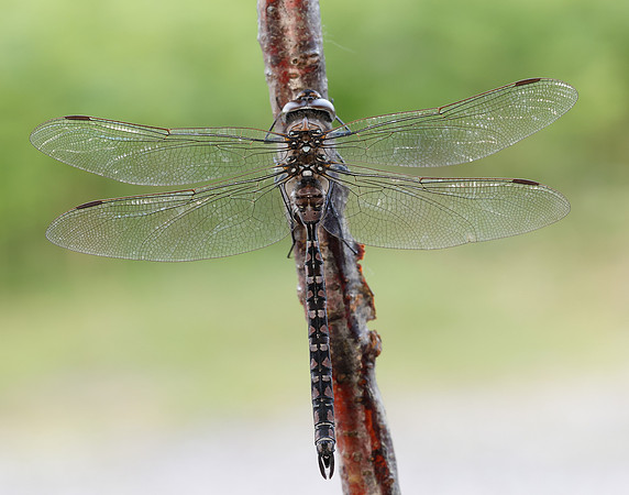 Azure Hawker Aeshna caerulea
