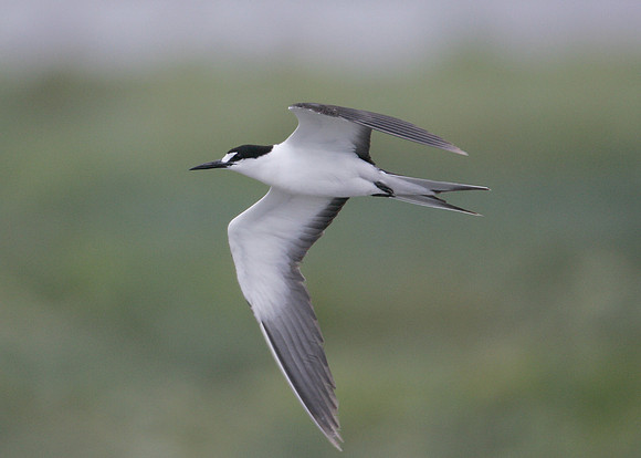 Sooty Tern Sterna fuscata