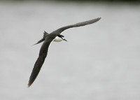 Sooty Tern Sterna fuscata