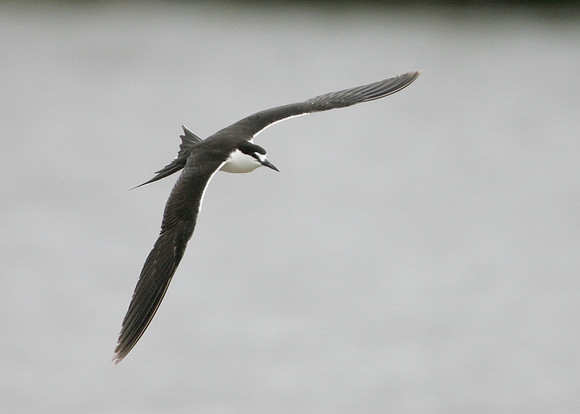 Sooty Tern Sterna fuscata
