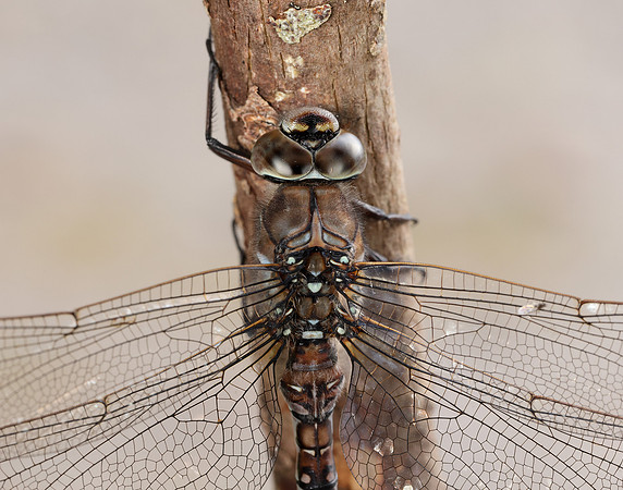 Azure Hawker Aeshna caerulea