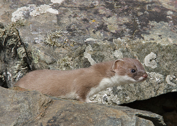 Stoat Mustela erminea