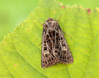73.253 BF2178 Feathered Gothic Tholera decimalis
