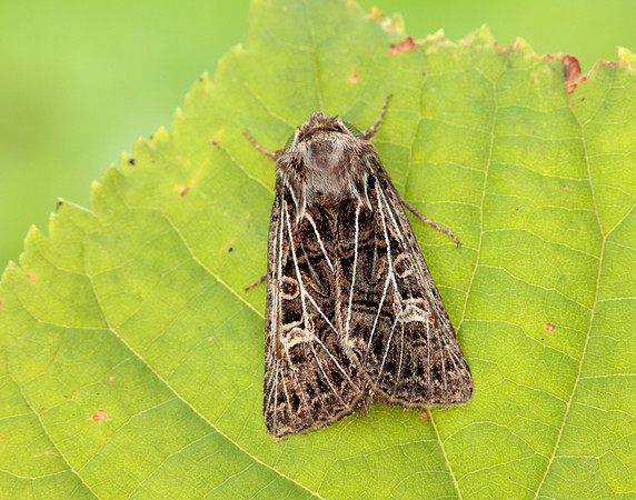 73.253 BF2178 Feathered Gothic Tholera decimalis
