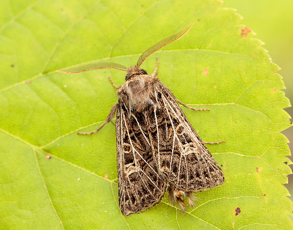 73.253 BF2178 Feathered Gothic Tholera decimalis