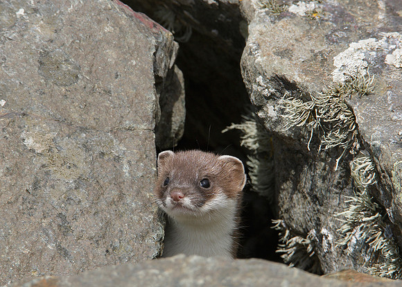 Stoat Mustela erminea