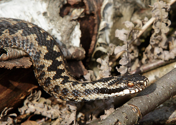 Adder Vipera berus