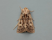 73.253 BF2178 Feathered Gothic Tholera decimalis