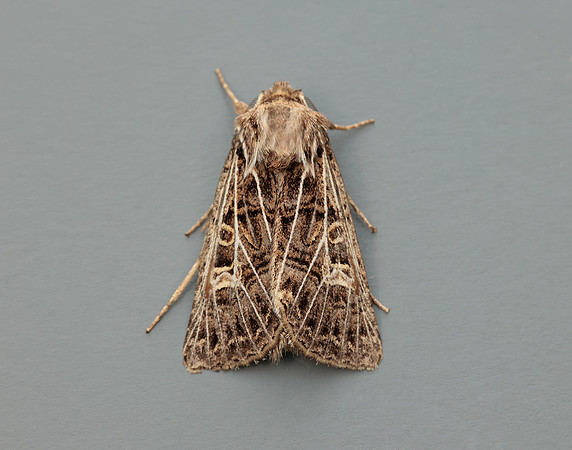 73.253 BF2178 Feathered Gothic Tholera decimalis