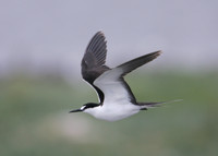 Sooty Tern Sterna fuscata