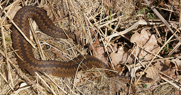 Adder Vipera berus
