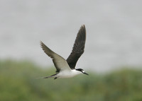Sooty Tern Sterna fuscata