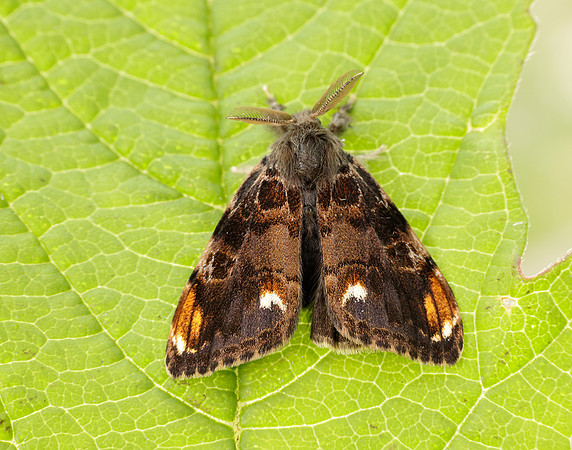 72.018 BF2025 Scarce Vapourer Orgyia recens