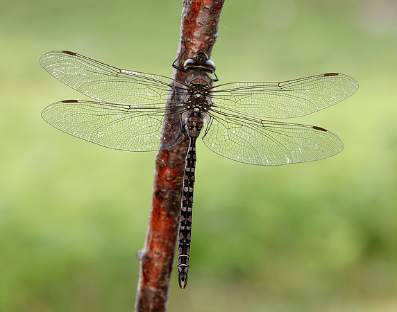 Azure Hawker Aeshna caerulea