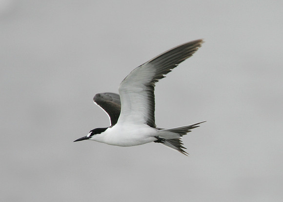 Sooty Tern Sterna fuscata